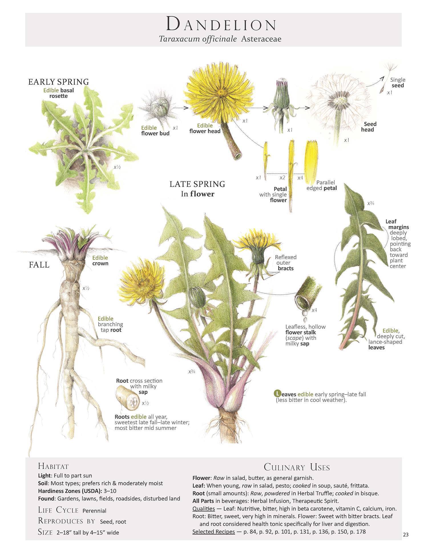 everything-about-dandelion-tea-dandelion-tea